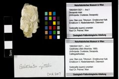 Foto (Objekt + Etiketten) von Galatheites zitteli (Moericke, 1889) 